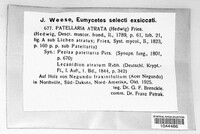 Patellaria atrata image